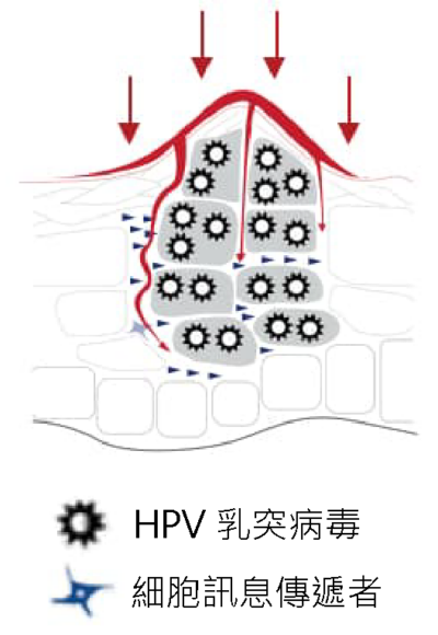 veregen-300×175-01